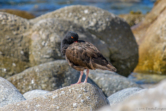 Black Oystercatchers