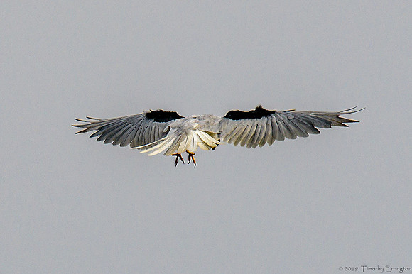 White Tailed Kite