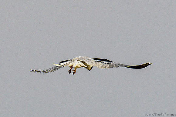 White Tailed Kite