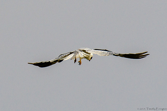 White Tailed Kite
