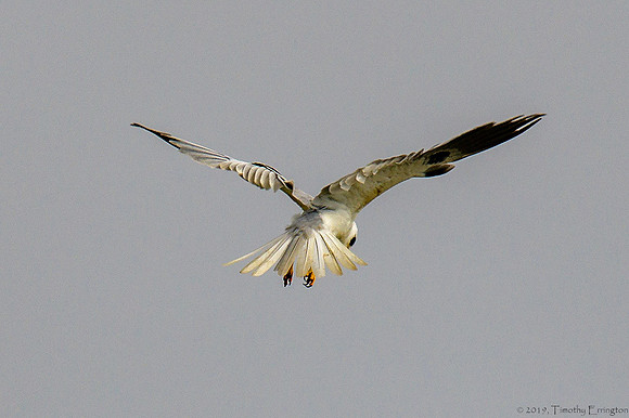 White Tailed Kite