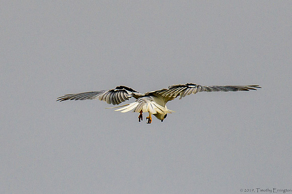 White Tailed Kite