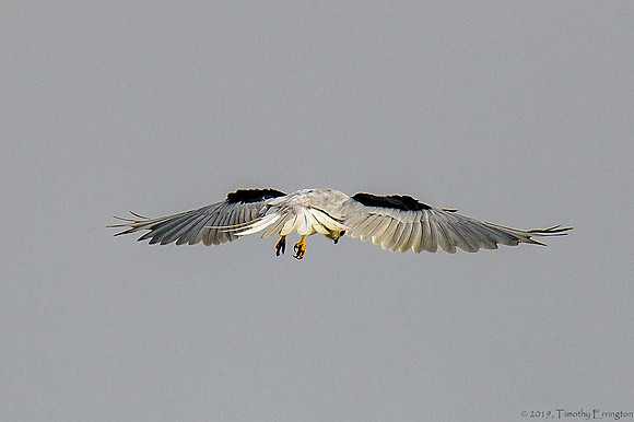 White Tailed Kite