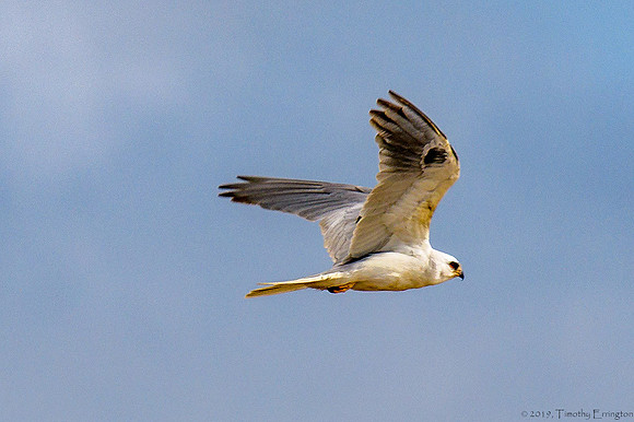White Tailed Kite