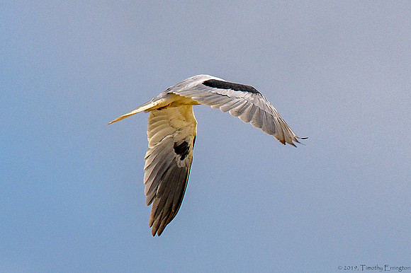 White Tailed Kite