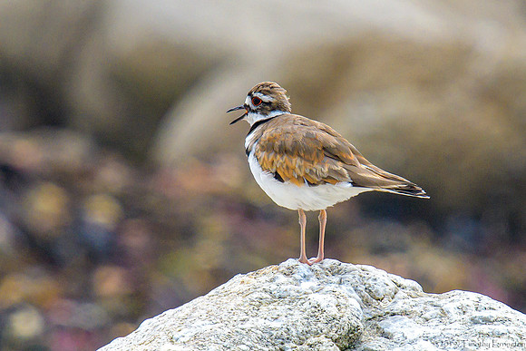 Killdeer