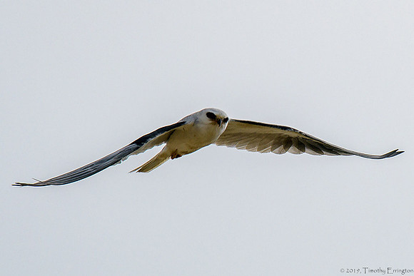 White Tailed Kite