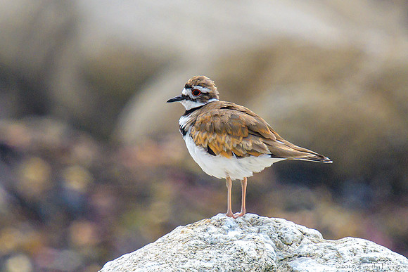 Killdeer