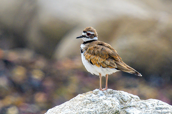Killdeer