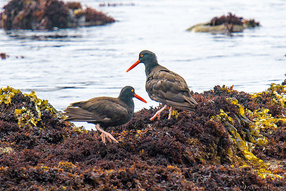 Black Oystercatcher
