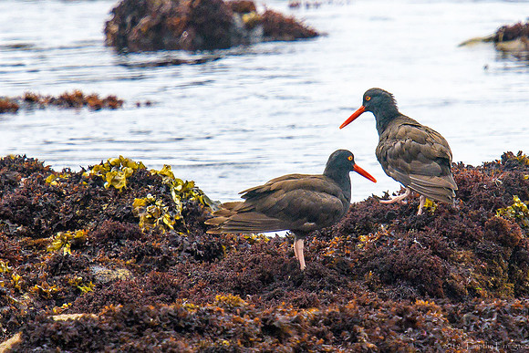 Black Oystercatcher