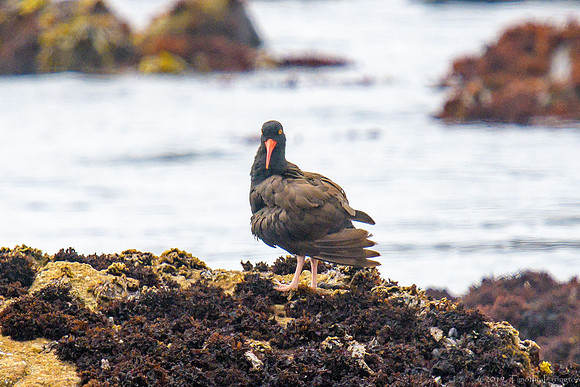 Black Oystercatcher