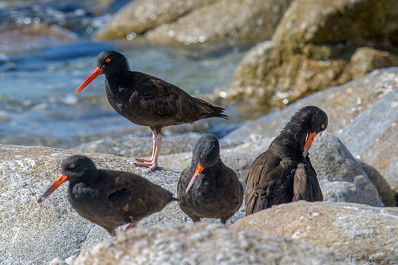 Black Oystercatcher