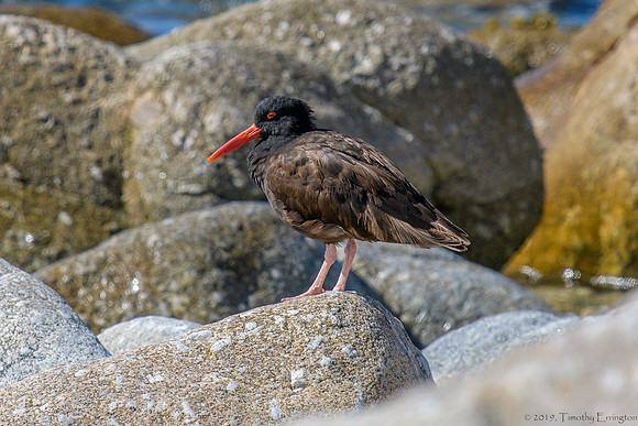 Black Oystercatcher