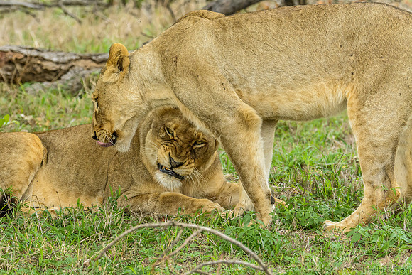 Pride of Lions - The Greeting