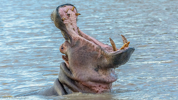 Hippo