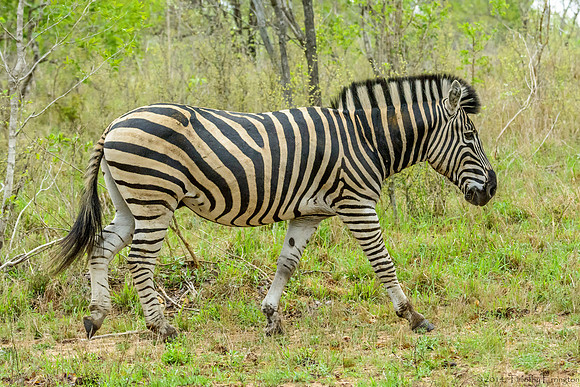 Zebra