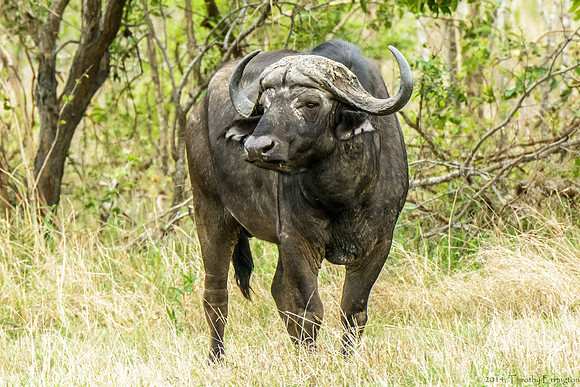 Cape Buffalo