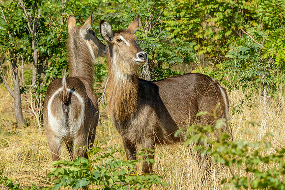 Waterbuck