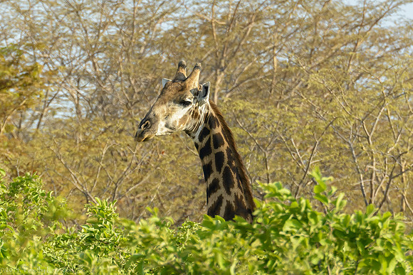 Giraffe