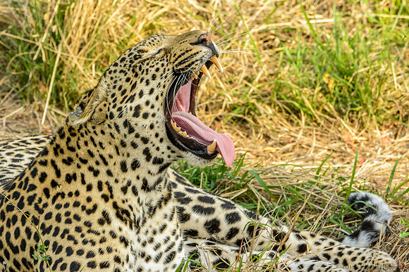 Male Leopard