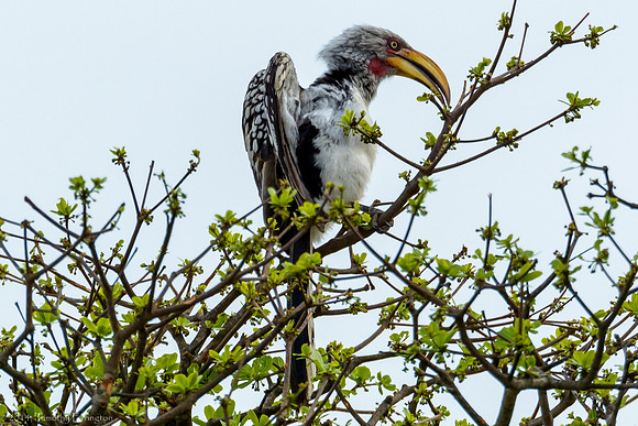 Southern Yellow-Billed Hornbill