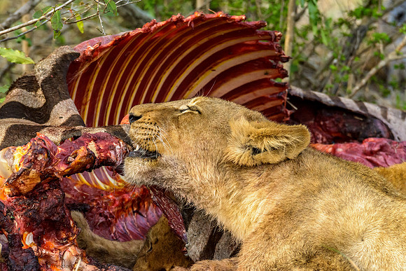 Lions with Kill