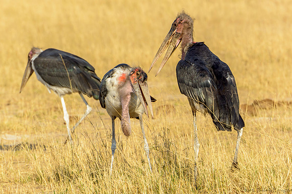 Marabou Stork - The Old Men