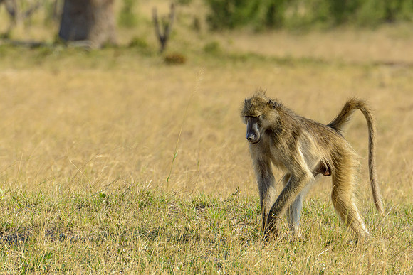 Baboon