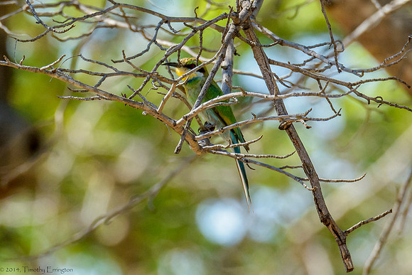 Little Bee Eater