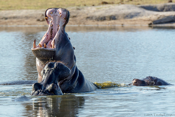 Hippo