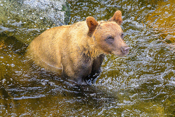 Alaska 2024