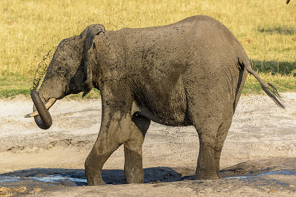 Elephant at Water Hole