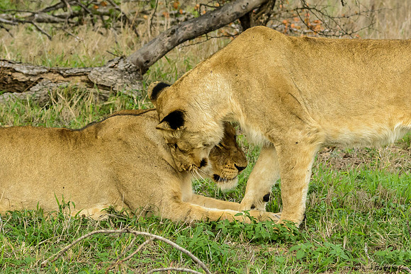 Pride of Lions - The Greeting
