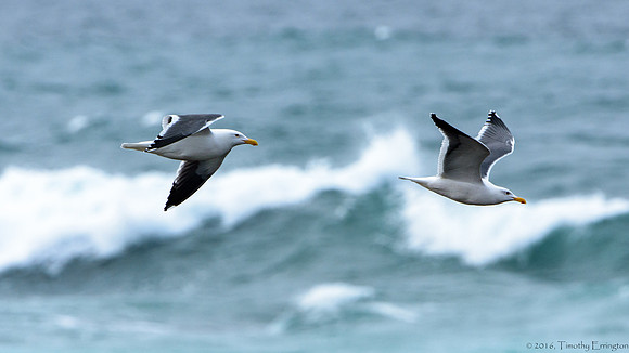 Winter Gulls
