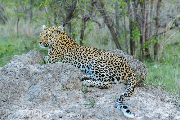 Female Leopard