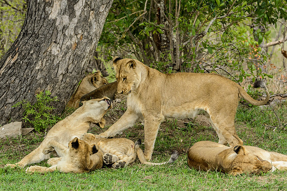 Pride of Lions