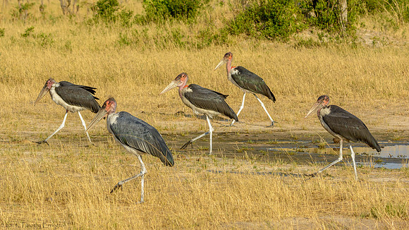 Marabou Stork - The Old Men
