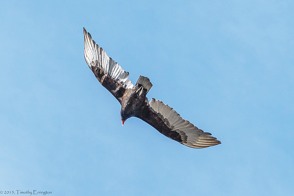 Turkey Vulture
