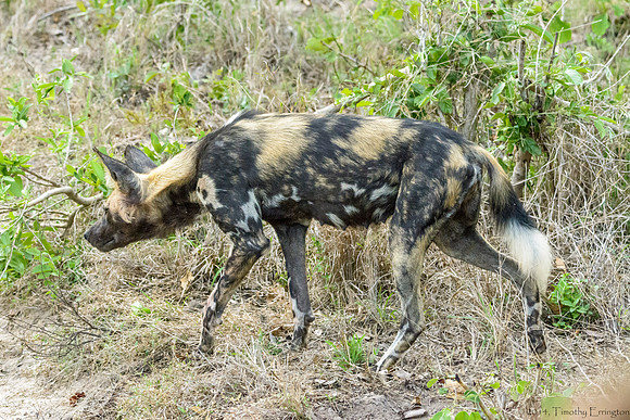 African Painted Dog