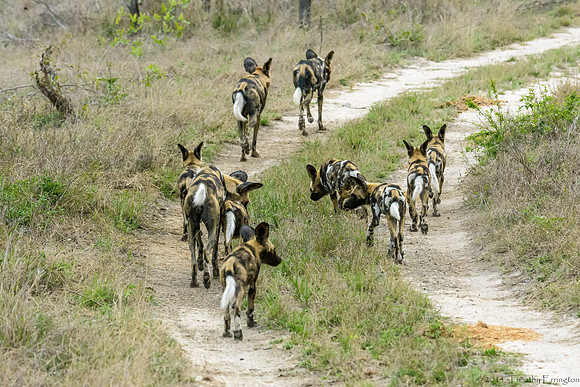 African Painted Dog