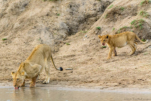 Lions at Water Hole