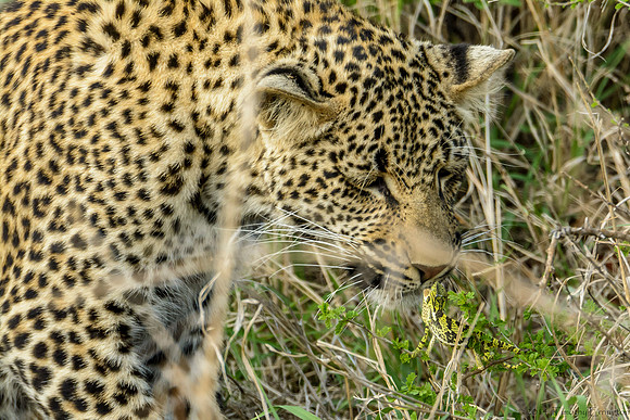 Male Leopard Cub Toying with a Chameleon