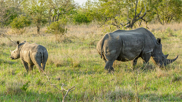 White Rhino