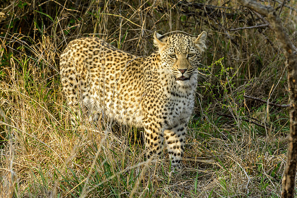 Female Leopard Cub