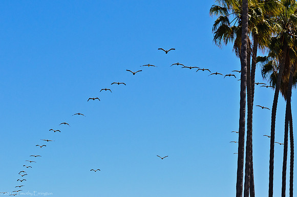 La Jolla