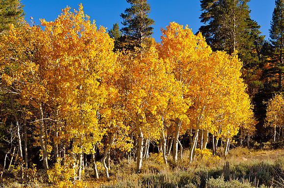 Virginia Lakes