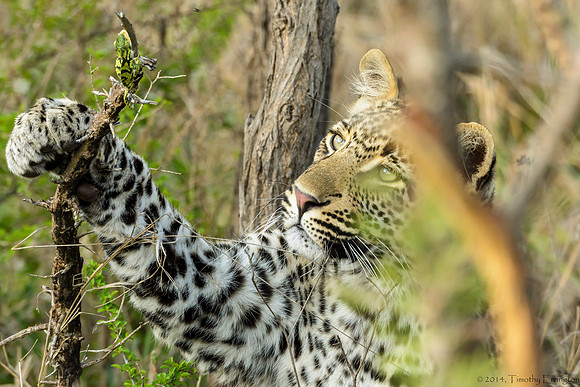 Male Leopard Cub Toying with a Chameleon