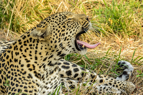 Male Leopard