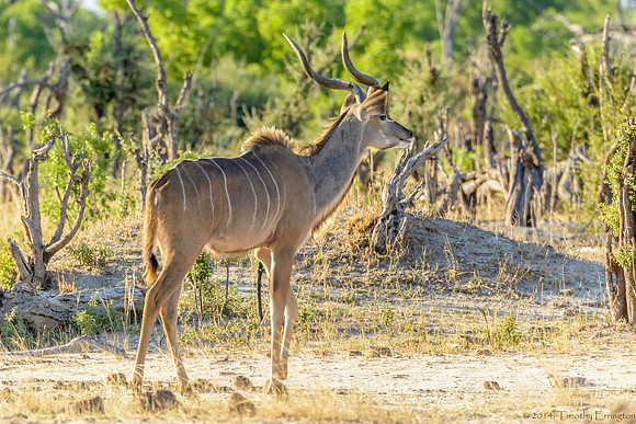 Greater Kudu